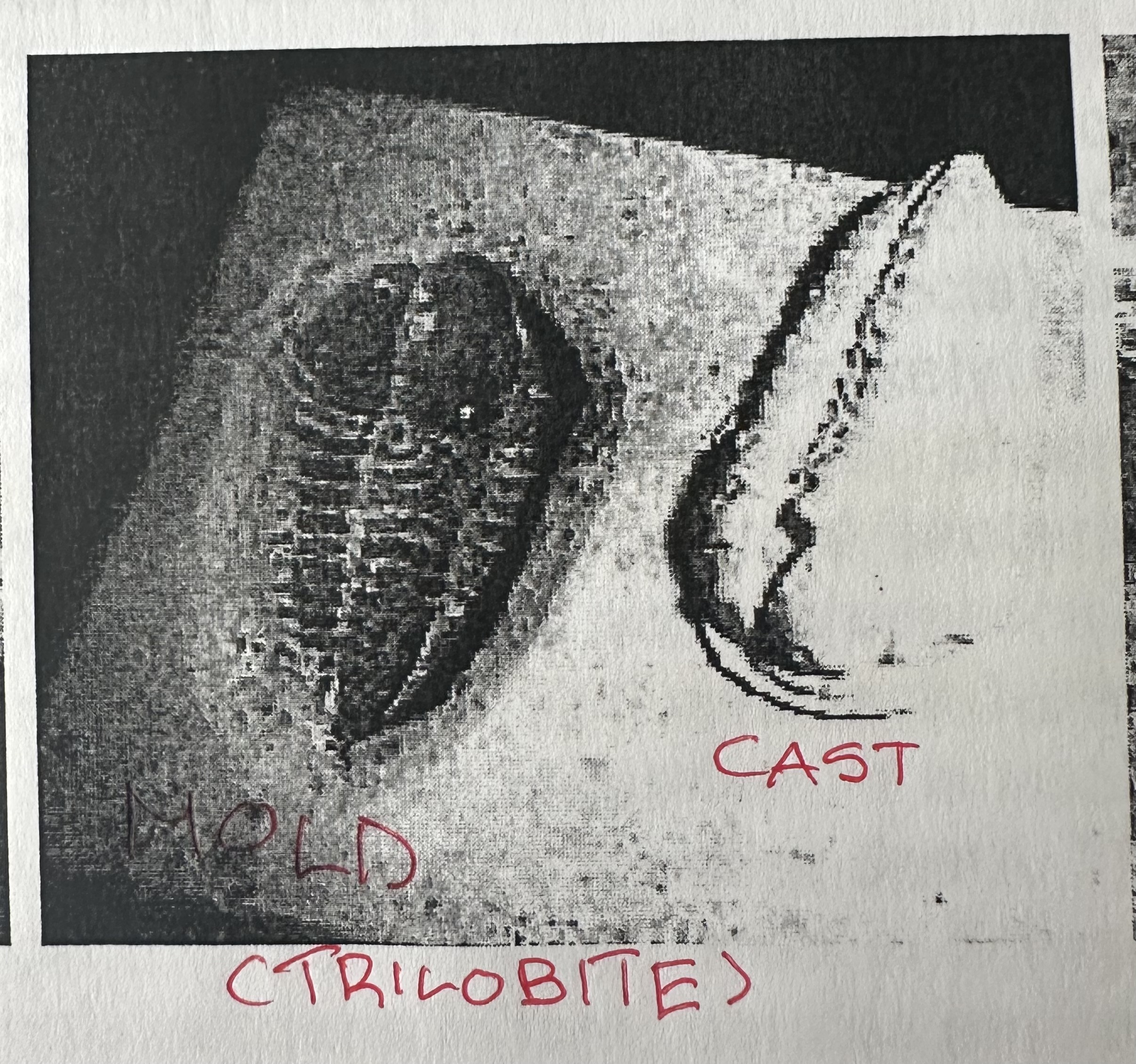 <p>formed from the mold being filled with another material due to the organism decomposing</p>