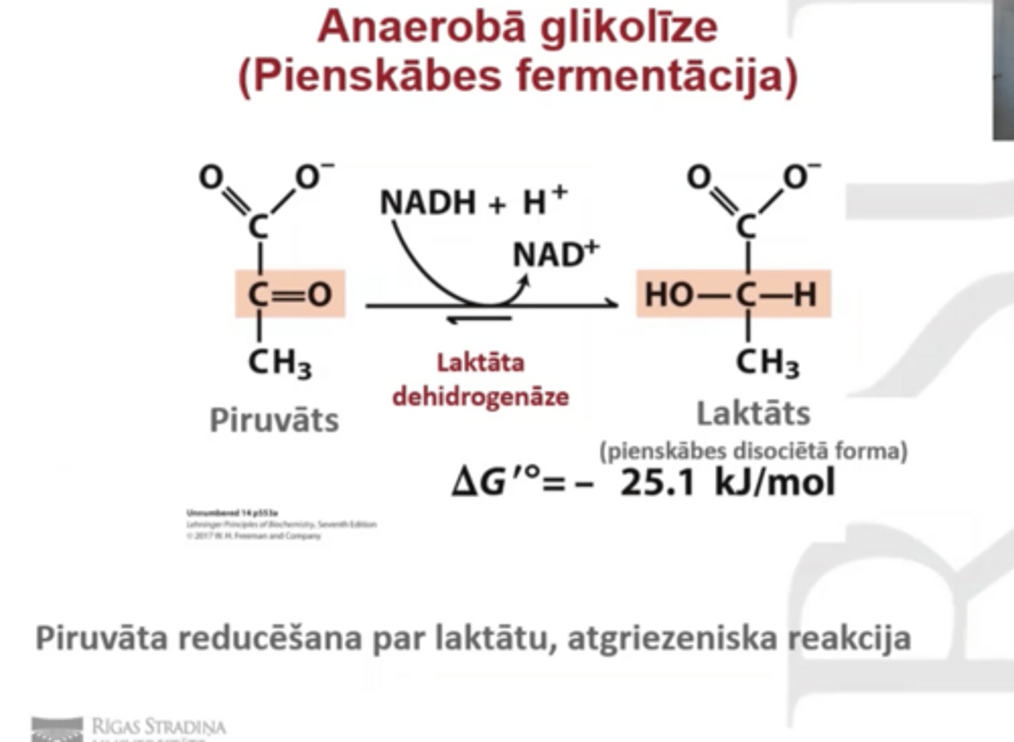 <p>pienskābes fermentācija</p><p>enzīms: laktāta dehidrogenāze, nepieciešams NADH+H+</p><p>piruvāts--> laktāts</p><p>piruvāts tiek reducēts</p>