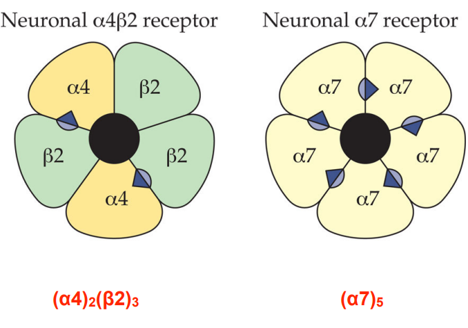 <p>(a4)2 (b2)3 or (a7)5</p>