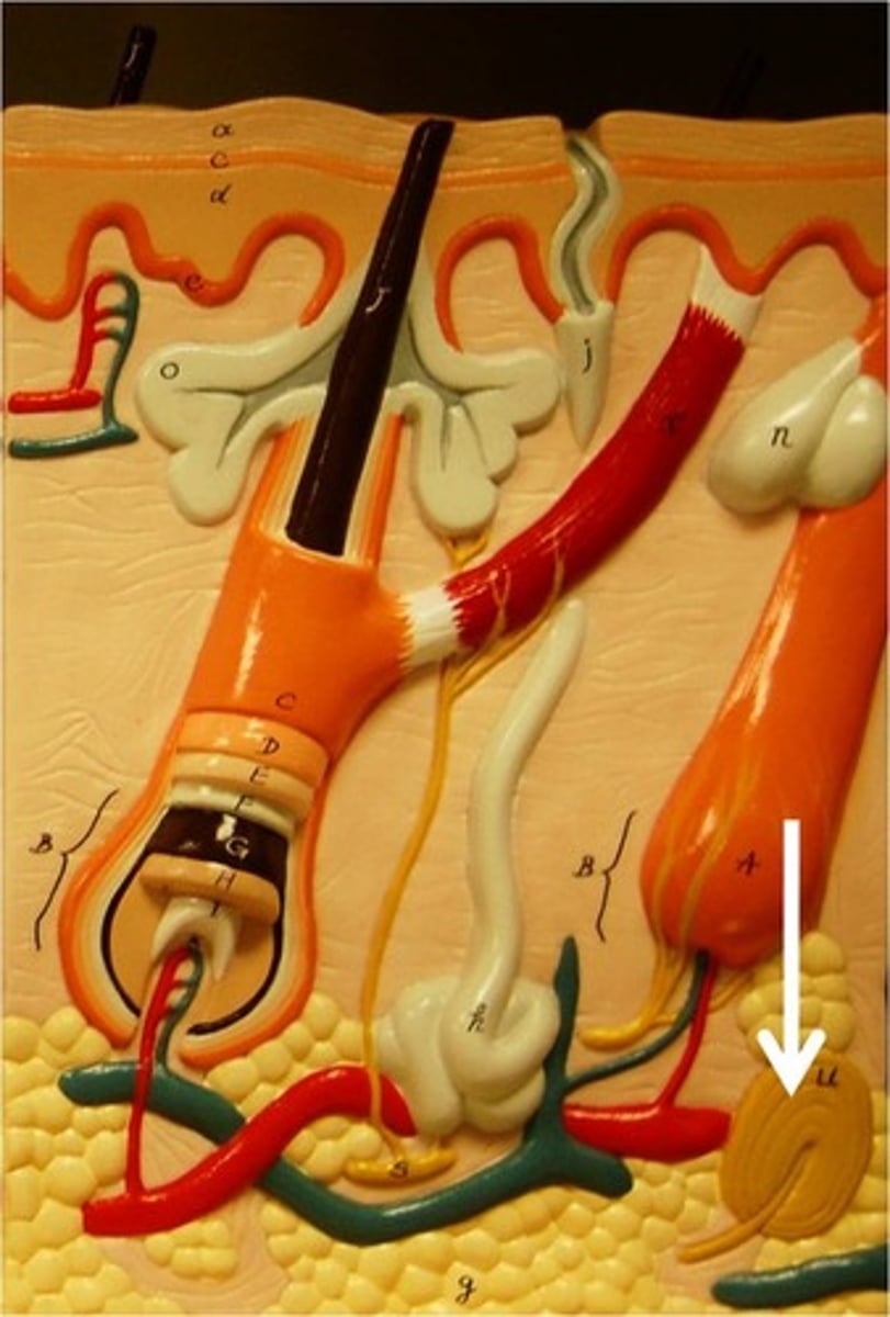 <p>a type of nerve ending located in the subcutaneous layer that is sensitive to pressure; also described as "lamellated"</p>