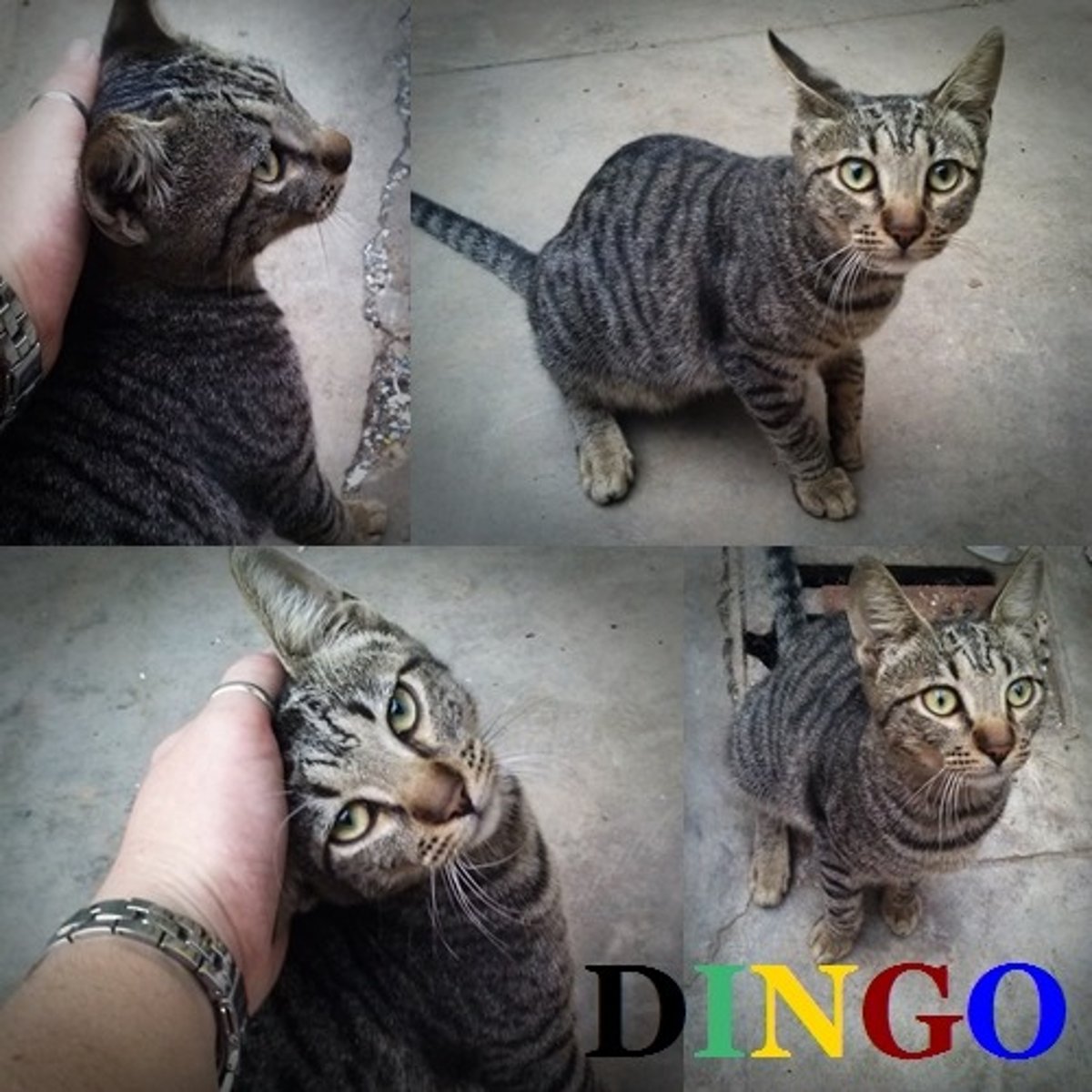 <p>you (familiar) like cats</p>