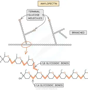 <ul><li><p>long branched chain of alpha glucose</p></li><li><p>it is branched due to having both 1-4 and 1-6 glycosidic bonds</p></li><li><p>it has lots of side branches meaning it has more ends/terminal glucose molecules</p></li><li><p>this means the enzymes that break it down can get to the glycosidic bonds easily, so glucose can be released quickly</p></li><li><p>also coiled</p></li></ul><p></p>