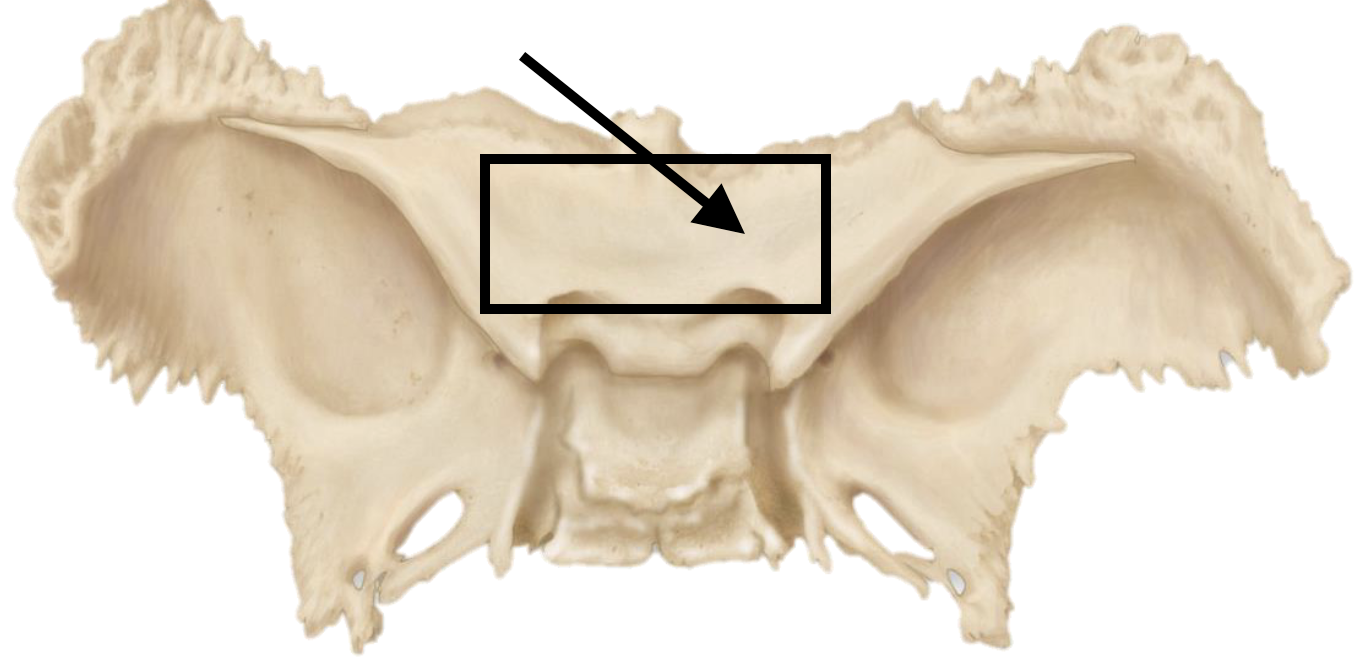 <p>Name the bone marking</p>