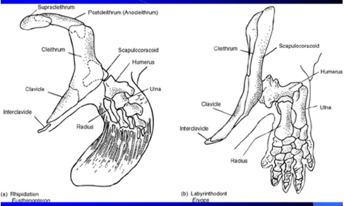 <ul><li><p>Present in amphibians, reptiles, birds, and monotreme mammals.</p></li><li><p>Examples:</p><ul><li><p>Crocodilians → unpaired interclavicle with procoracoids.</p></li><li><p>Birds → interclavicle forms part of the <strong>furculum (“wishbone”)</strong>.</p></li><li><p>Reptiles + monotremes → retain interclavicles.</p></li></ul></li></ul><p></p>