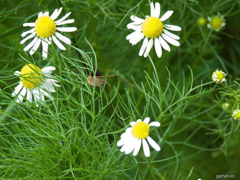 <p><em>Asteraceae</em></p><p><em>Tripleurosperum inodorum -</em> heřmánkovec nevonný</p>