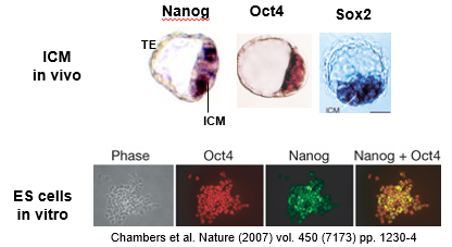 <p>The pluripotency of ES cells is confirmed by several key observations that show they are equivalent to the *in vivo* Inner Cell Mass (ICM):</p><ol><li><p><strong>Gene Expression:</strong> They express the core pluripotency transcription factors Oct4, Nanog, and Sox2, and do not express genes indicative of differentiated lineages.</p></li><li><p><strong>Self-Renewal:</strong> A single ES cell can divide to generate two identical, undifferentiated daughter stem cells.</p></li><li><p><strong>Teratoma Formation:</strong> When transplanted into an immunocompromised mouse, ES cells form teratomas—benign tumours containing tissues from all three germ layers (ectoderm, mesoderm, endoderm). This is the "gold standard" functional test.</p></li><li><p><strong>Chimera Formation:</strong> The most stringent test involves injecting ES cells (e.g., expressing GFP) into a host blastocyst. The injected cells integrate into the host embryo and contribute to all tissues of the resulting chimeric animal, proving their ability to participate in normal development.</p></li></ol><p></p>