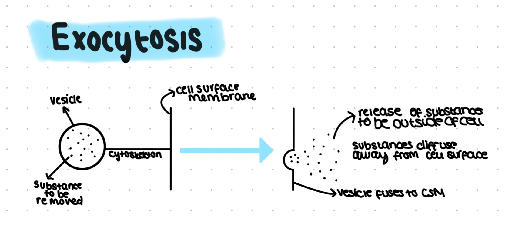 <ul><li><p>Removal of substances from cells</p></li><li><p>Vesicles formed by Golgi move towards CSM</p></li><li><p>Vesicle fuses with CSM</p></li><li><p>Contents of vesicle released to outside of cell</p></li><li><p>Active process</p></li></ul>