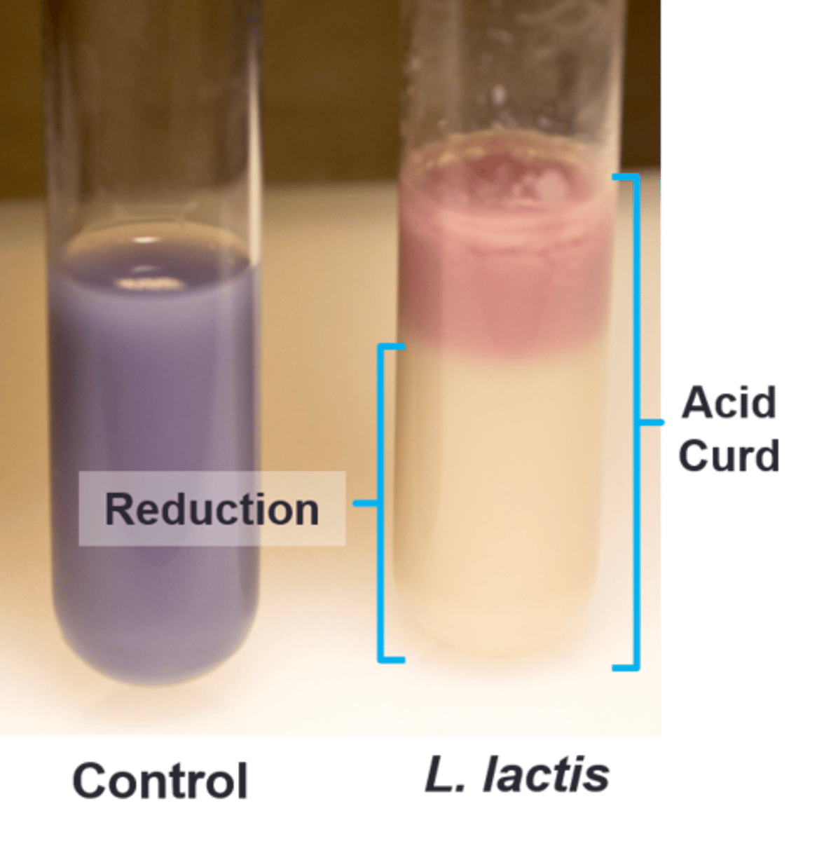 <p>What causes the litmus milk to curd:</p>