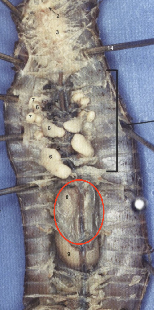 <p>Earthworm: where food is stored before the gizzard (above gizzard)</p>