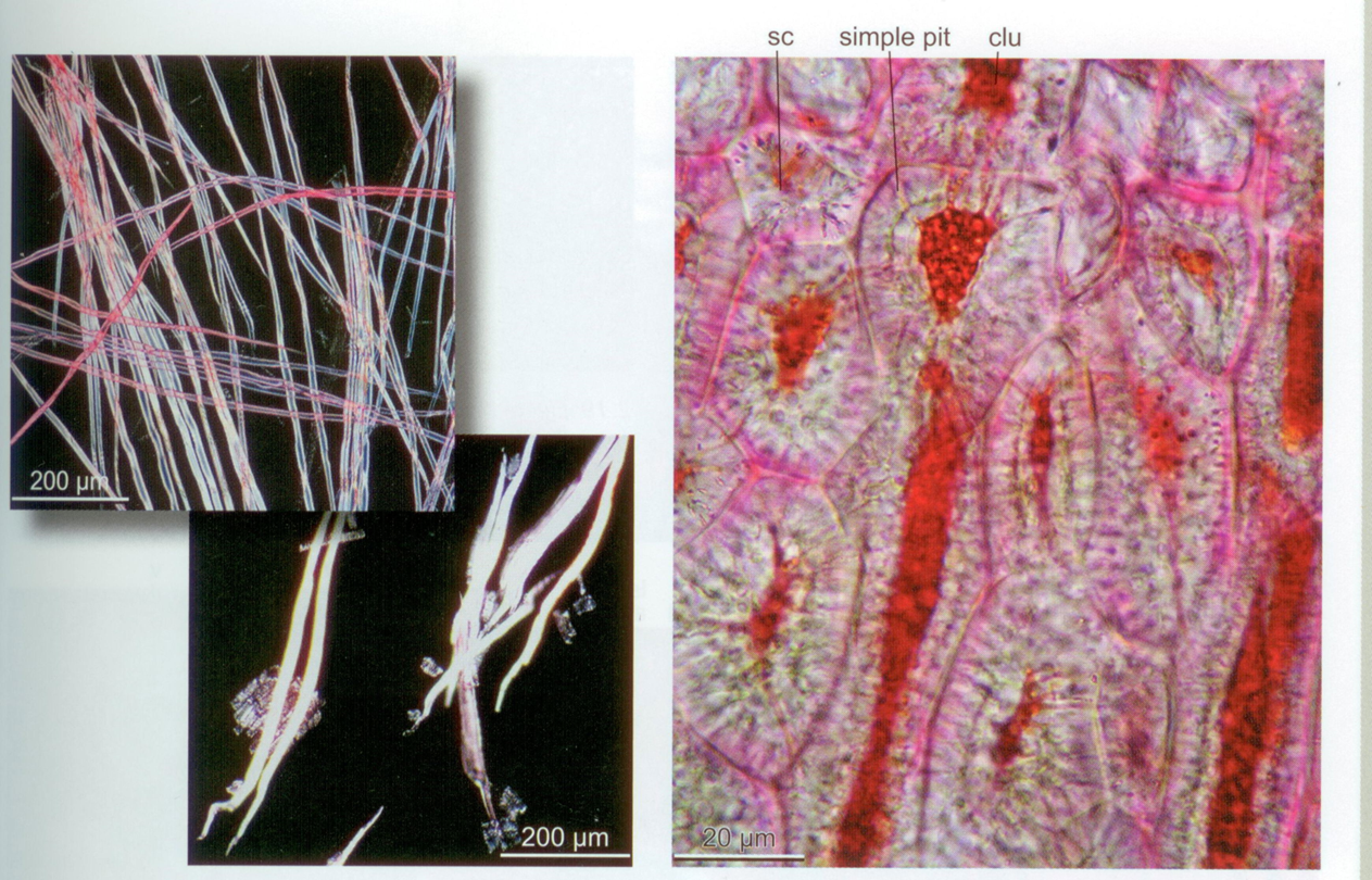 Sclerenchyma