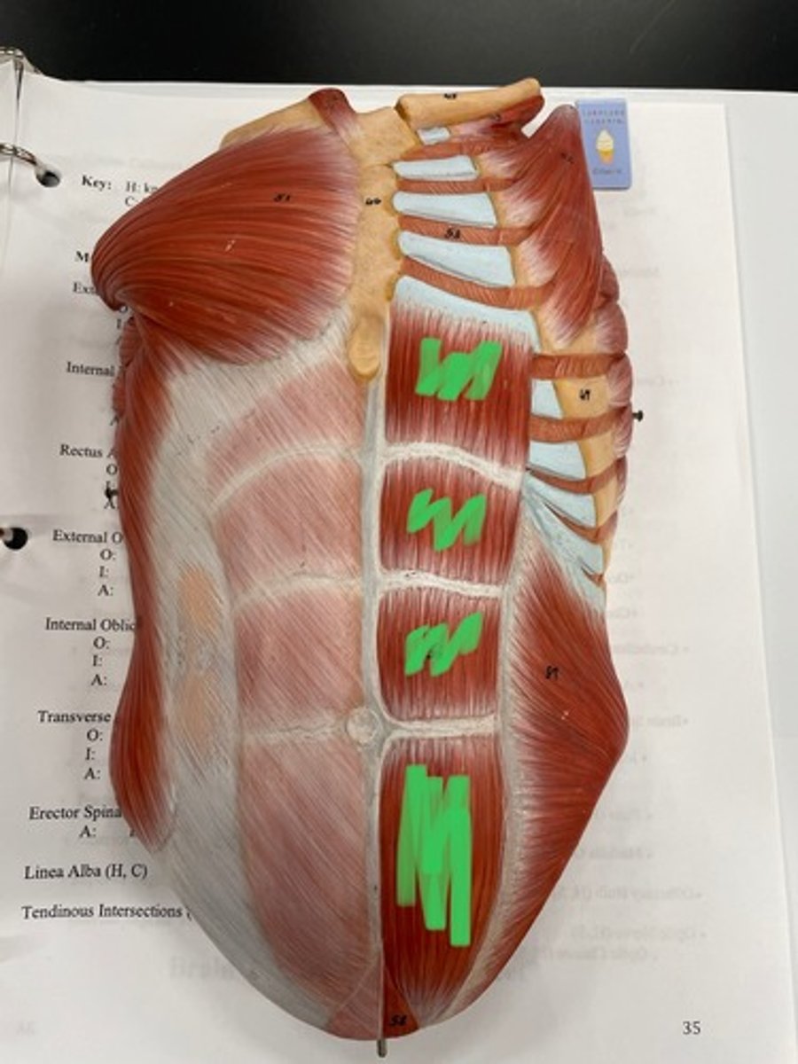 <p>O: pubic symphysis</p><p>I: costal cartilages</p><p>A: flex trunk; compress abdomen</p>