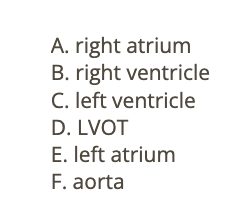 <p>d) right ventricle </p>