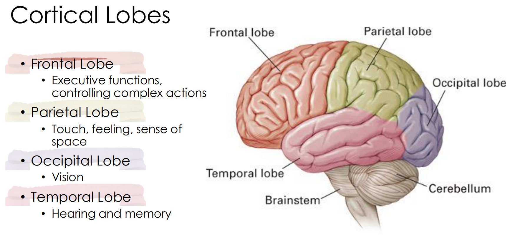 <p>counter clockwise from the upper left:</p><p>frontal</p><p>primary motor cortex (the fold between frontal and parietal)</p><p>parietal</p><p>occipital</p><p>cerebellum</p><p>brainstem</p><p>temporal lobe</p>