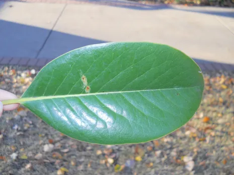 <p>Leaf margin?</p>