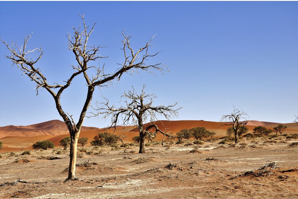 * land degradation in dry climates 


* Reduction in productivity
