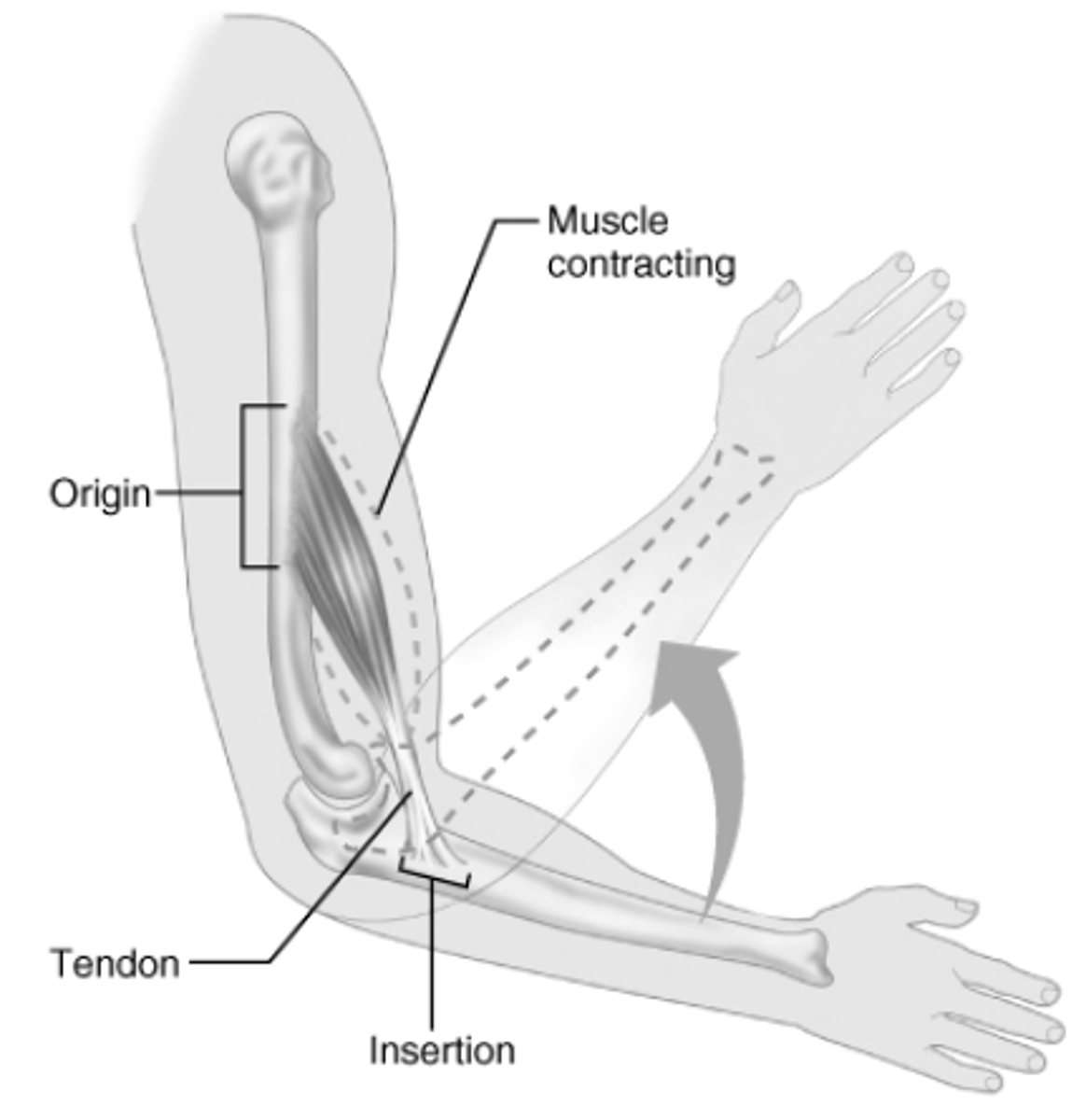 <p>the part of a skeletal muscle that is attached to a fixed structure or bone; moves the least during muscle contraction</p>