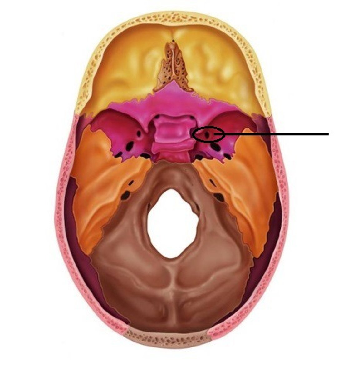 <p>First part of Cowboy Ros, transmits maxillary branch CN V2 (part of trigem)</p>