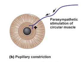 <p>pupillary constriction from sphincter pupillae</p>