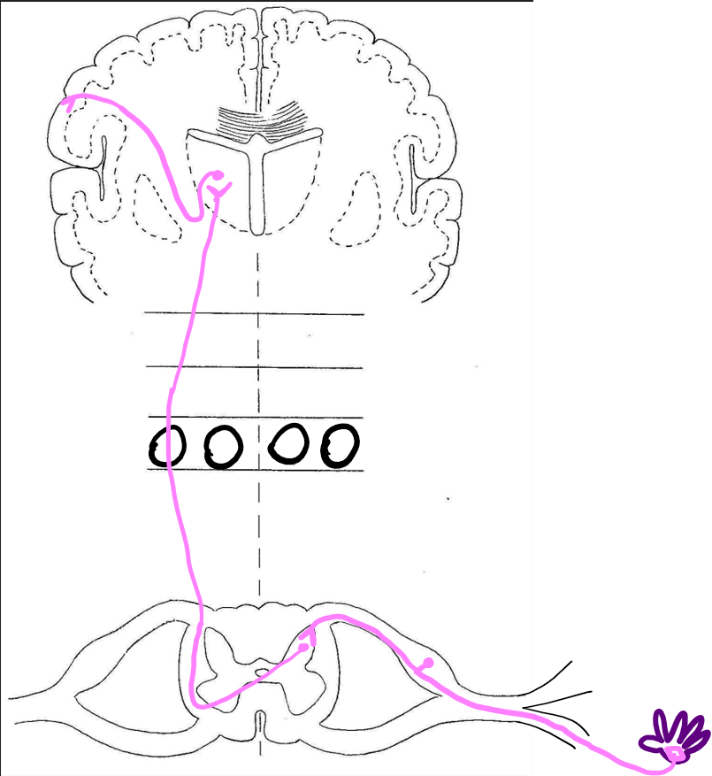 <p>which sensory pathway is displayed here?</p>