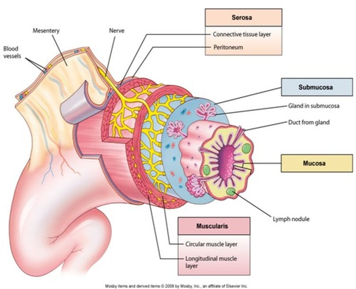 <p>Mucosa, Submucosa, Muscularis, and Serosa.</p>
