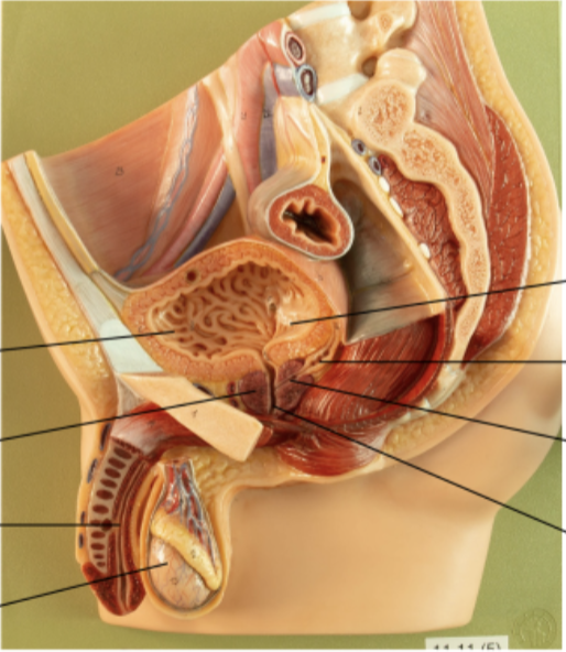 <p>Label - male urinary system</p>