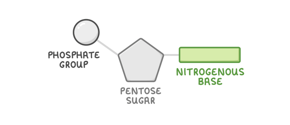 <p>Nucleotides&nbsp;are the building blocks of nucleic acids such as DNA and RNA. Nucleotides are monomers and can join together to form dimers (dinucleotides) and polymers (polynucleotides).</p><p style="text-align: left">A nucleic acid is the functional molecule made of one or more polynucleotide chains.</p><p style="text-align: left"><strong>Nucleotides are made up of three components:</strong></p><ol><li><p>A pentose sugar - Contains 5 carbon atoms.</p></li><li><p>A nitrogenous base - Contains carbon and nitrogen.</p></li><li><p>A phosphate group - Contains phosphate.</p></li></ol><p></p><p></p>