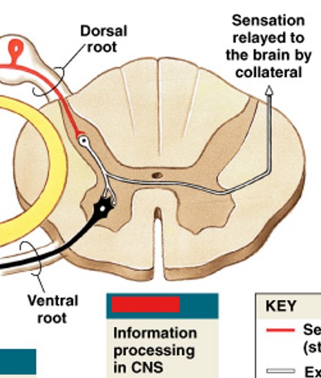 <p>Which step of a neural reflex is:</p><ul><li><p>Information processing by postsynaptic cell</p></li><li><p>Triggered by neurotransmitters</p></li></ul><p></p>