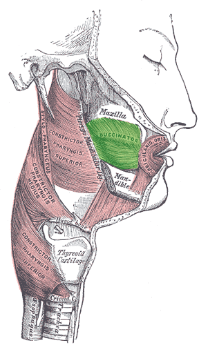 alveolar processes of molar region of maxilla and mandible