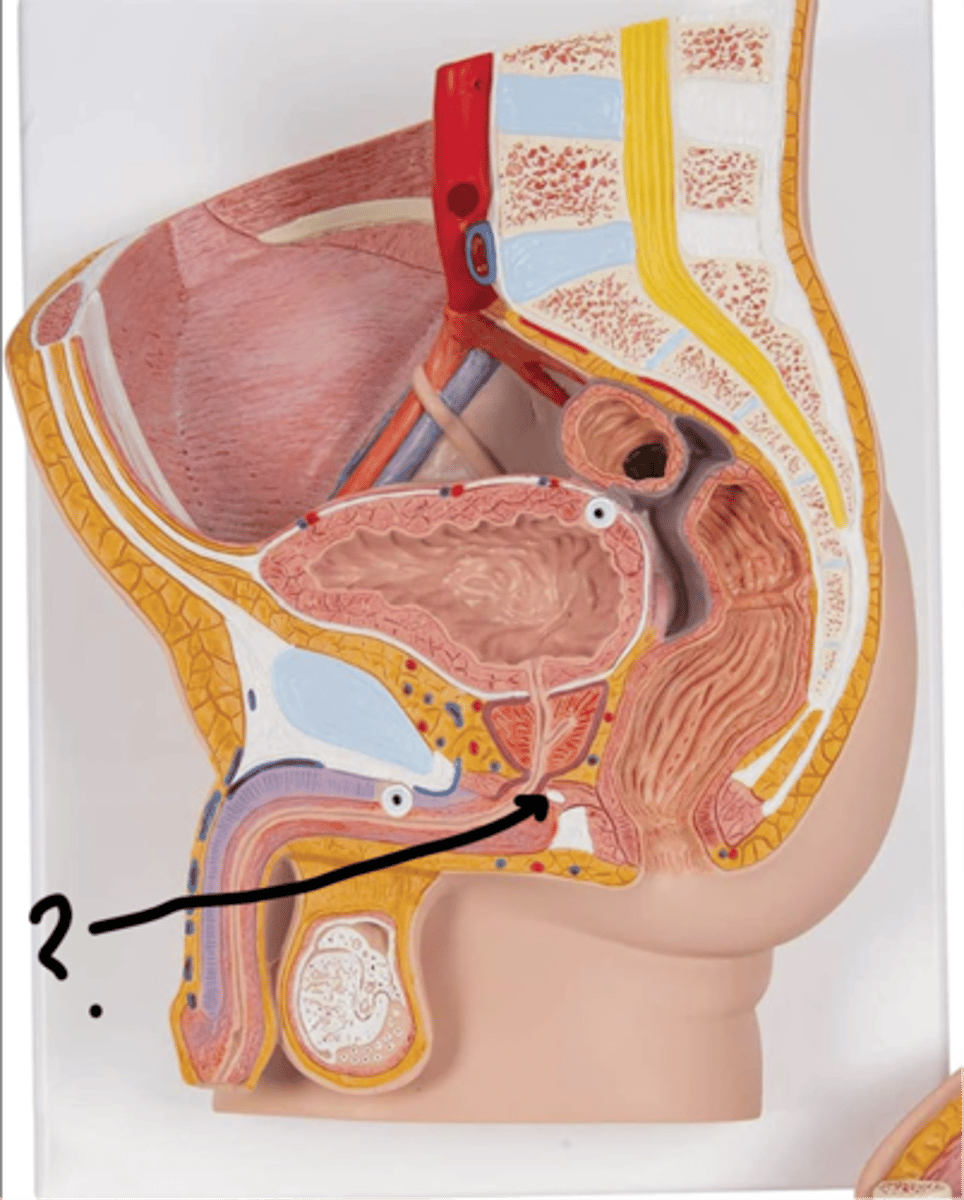 <p>name this gland</p>