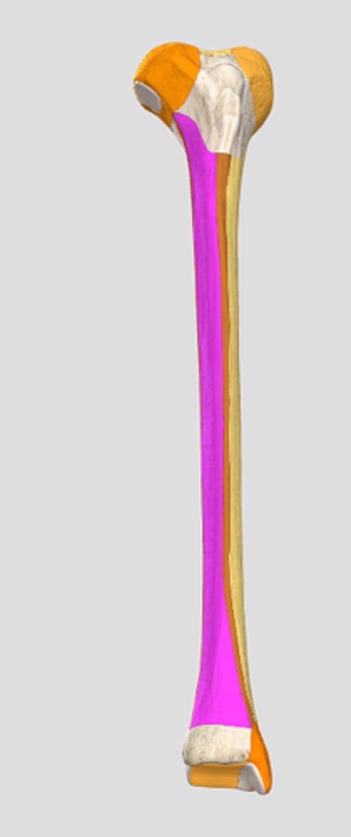 <p>facies lateralis</p>