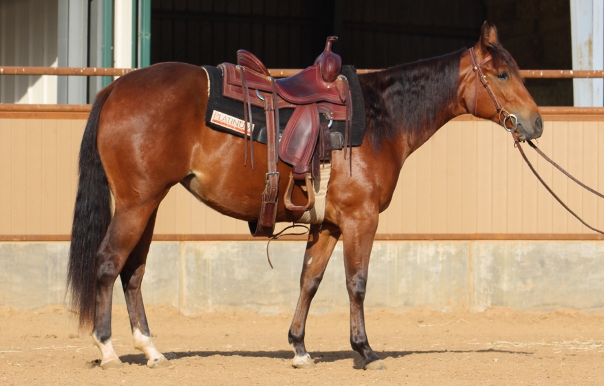 <p>A reddish/brown body color with black legs, mane, and tail.</p>