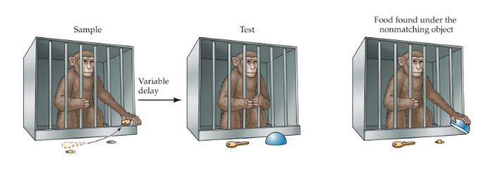 <p>Loss of the hippocampus, amygdala, and associated cortex in monkeys leads to impairments in object recognition</p>