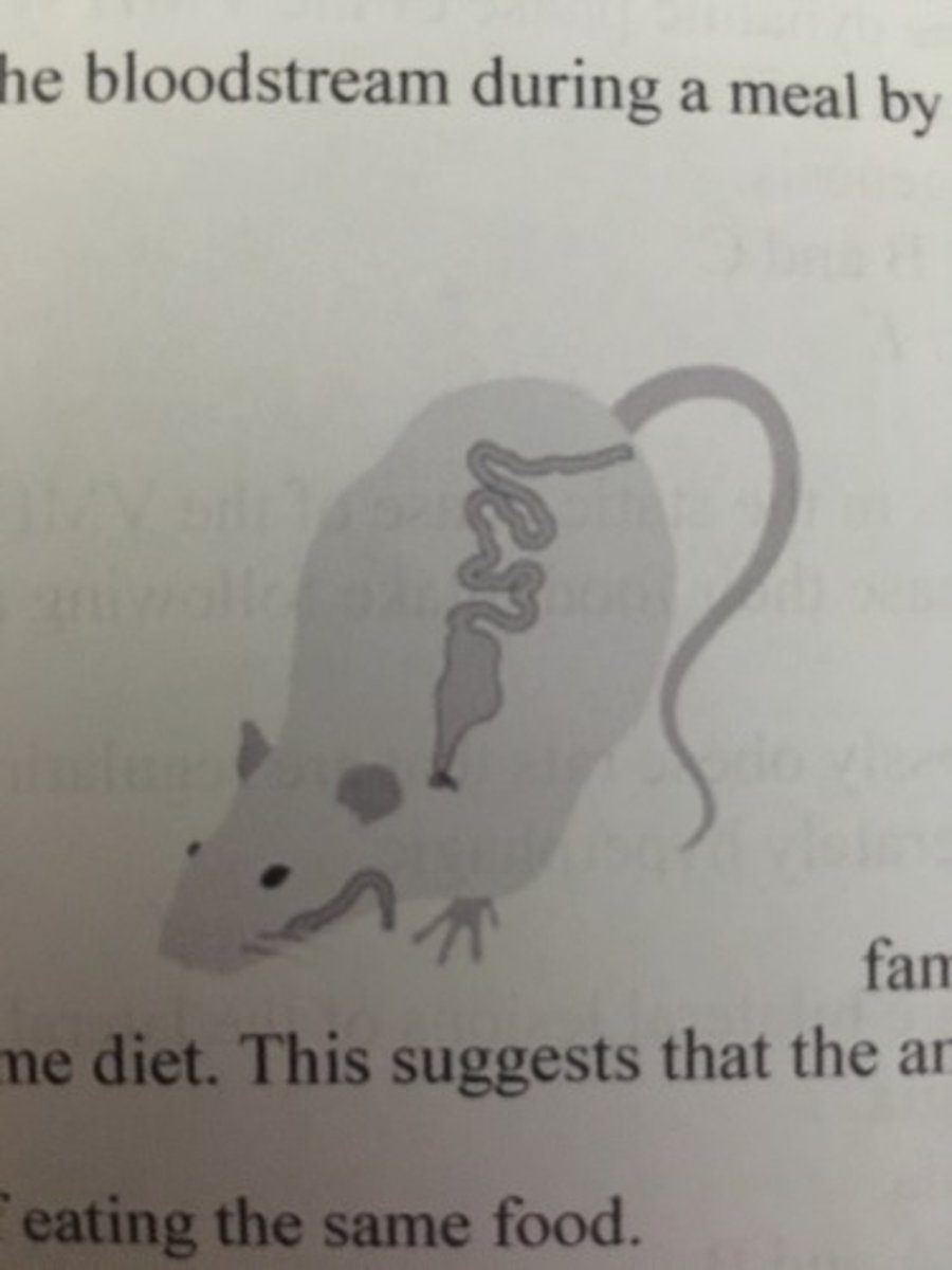 <p>sham-eating</p>