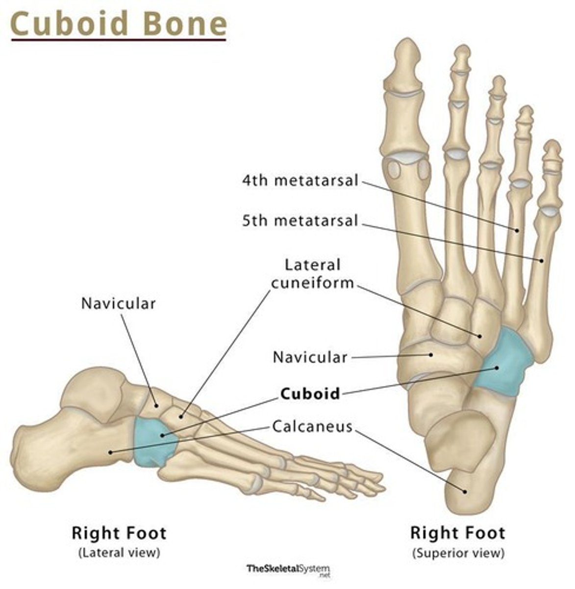<p>It articulates with the talus, cuboid and the three cuneiform bones.</p>