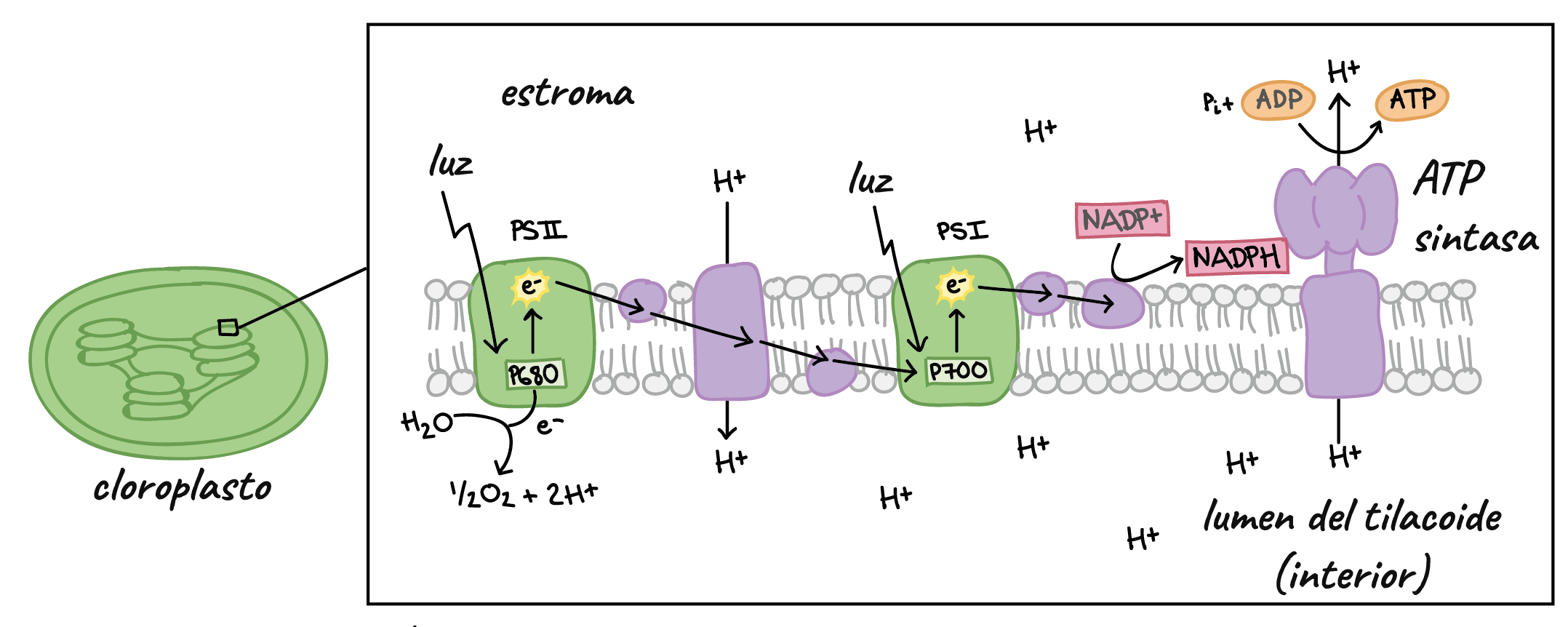 <p>(Té lloc al cloroplast dins la membrana tilacoidal)</p><ol><li><p>Captació de llum</p></li><li><p>Fotòlisi de l’H2O, les molècules d’aigua tenen un paper com a donadors d’electrons, es descomponen en oxigen, protons i electrons. S’allibera O2 al medi. — (Fotosistema II)</p></li><li><p>Generació de poder reductor amb el NADPH (producció NADPH) — (NADP+ reductasa)</p></li><li><p>Es bombardegen ions H+ des de l’espai tilacoidal a l’estroma (a favor de gradient) i es produeix d’ATP gràcies a l’acumulació de protons dins de l’espai tilacoidal. — (ATP sintasa)</p></li></ol><p></p><p>Amb l’ATP i el NADPH que produeix durant la fase lluminosa s’inicia la següent fase.</p>