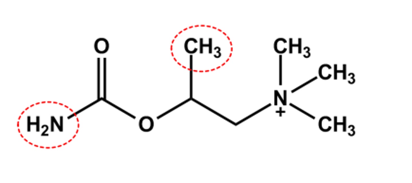 <p>- LogP = ca. -3.4, pKa = n/a</p><p>- Has both β-methyl and carbamate</p><p>- sufficient stability</p><p>- SLUD effects expected and observed</p><p>- Use: to reverse postoperative urinary retention</p>