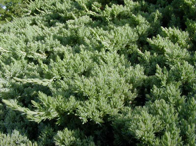 <p>Blueish needles with white spots near base - Common name</p>