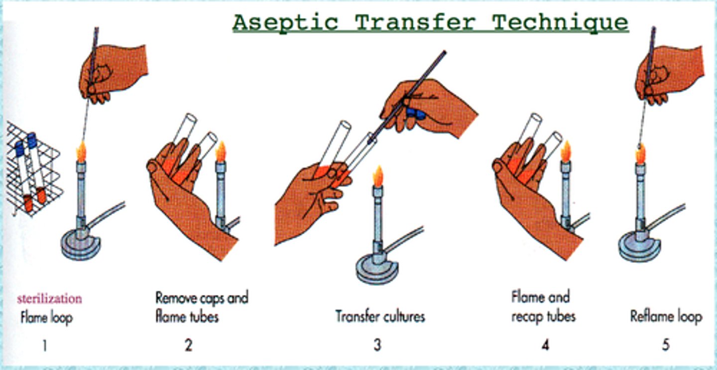 <p>A way of preventing contamination when growing bacteria</p>