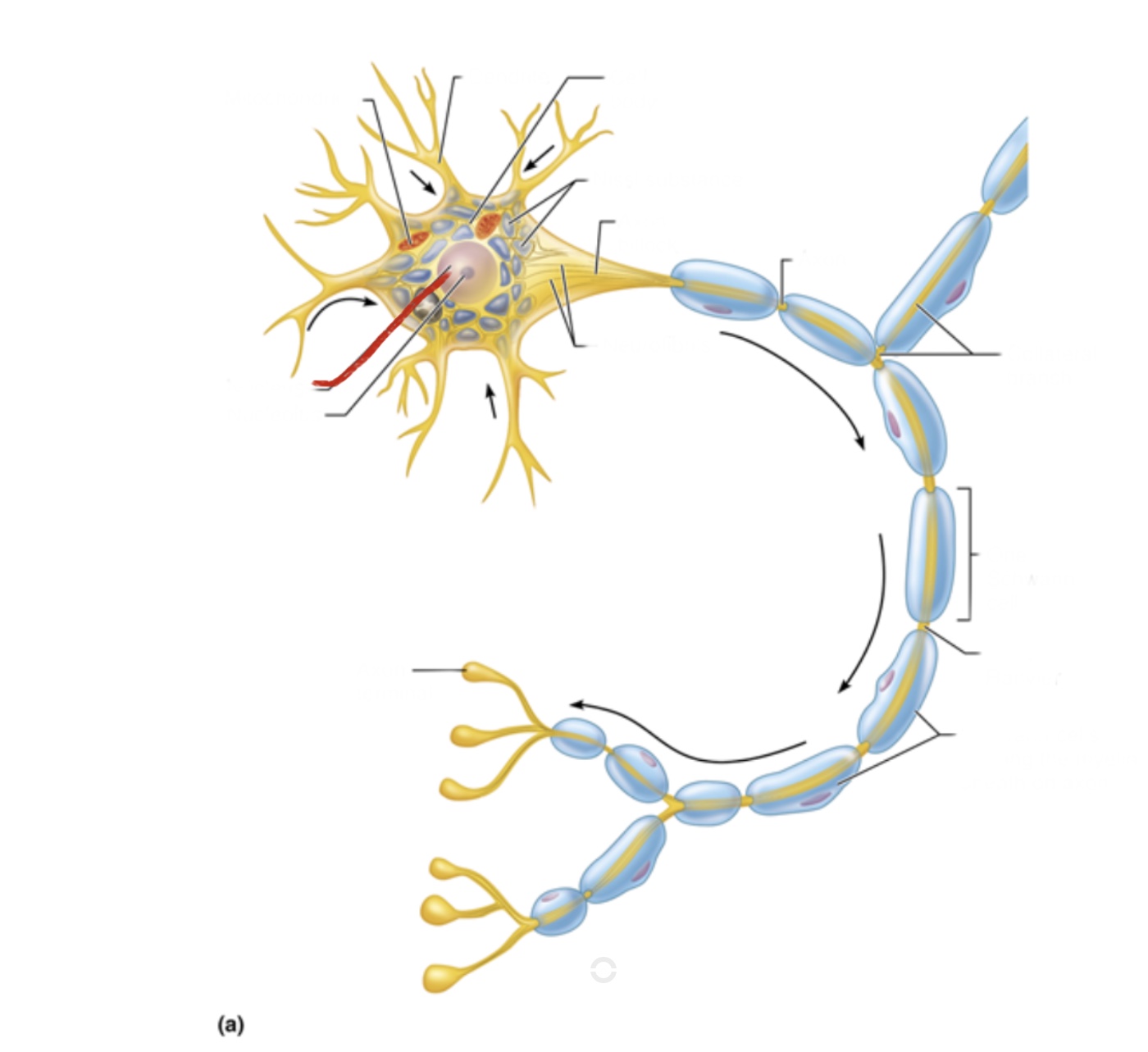 knowt flashcard image