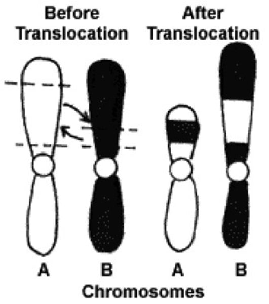 <p>Change to a chromosome in which a fragment of one chromosome attaches to a nonhomologous chromosome.</p>