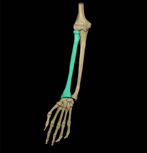 one of the two bones that make up the forearm,
the other being the ulna. It forms the radio-carpel joint at the wrist and the radio-ulnar joint at the elbow. It is in the lateral forearm when in the anatomical position. It is the smaller of the two bones.
(think lower part of arm)