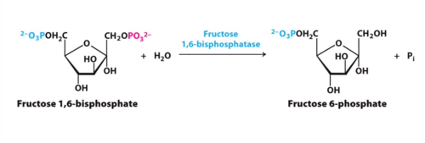 <p>reactant: fructose 1,6-bisphosphate + H2O</p><p>enzyme: fructose bisphosphatase-1 (FBPase-1)</p><p>product: fructose-6-phosphate + Pi</p><p>- large negative delta G (irreversible)</p>