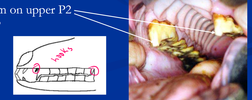 <ul><li><p>horses have prominent anisognathism; bottom jaw is narrow compared to upper </p></li><li><p>mastication results in sloped arcades of cheek teeth </p></li><li><p>sharp enamel “points” form on outside uppers and inside lowers; lacerations / ulcers on tongue and cheeks </p></li><li><p>“hooks” form on upper P2 and lower M3 </p></li></ul><p></p>