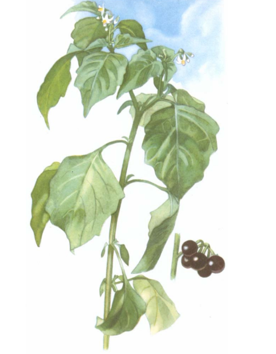 term image