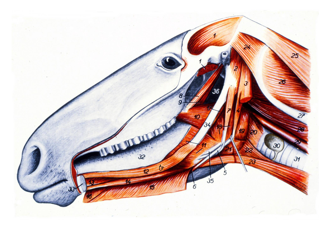 <p>Identify the extrinsic lingual muscles </p>