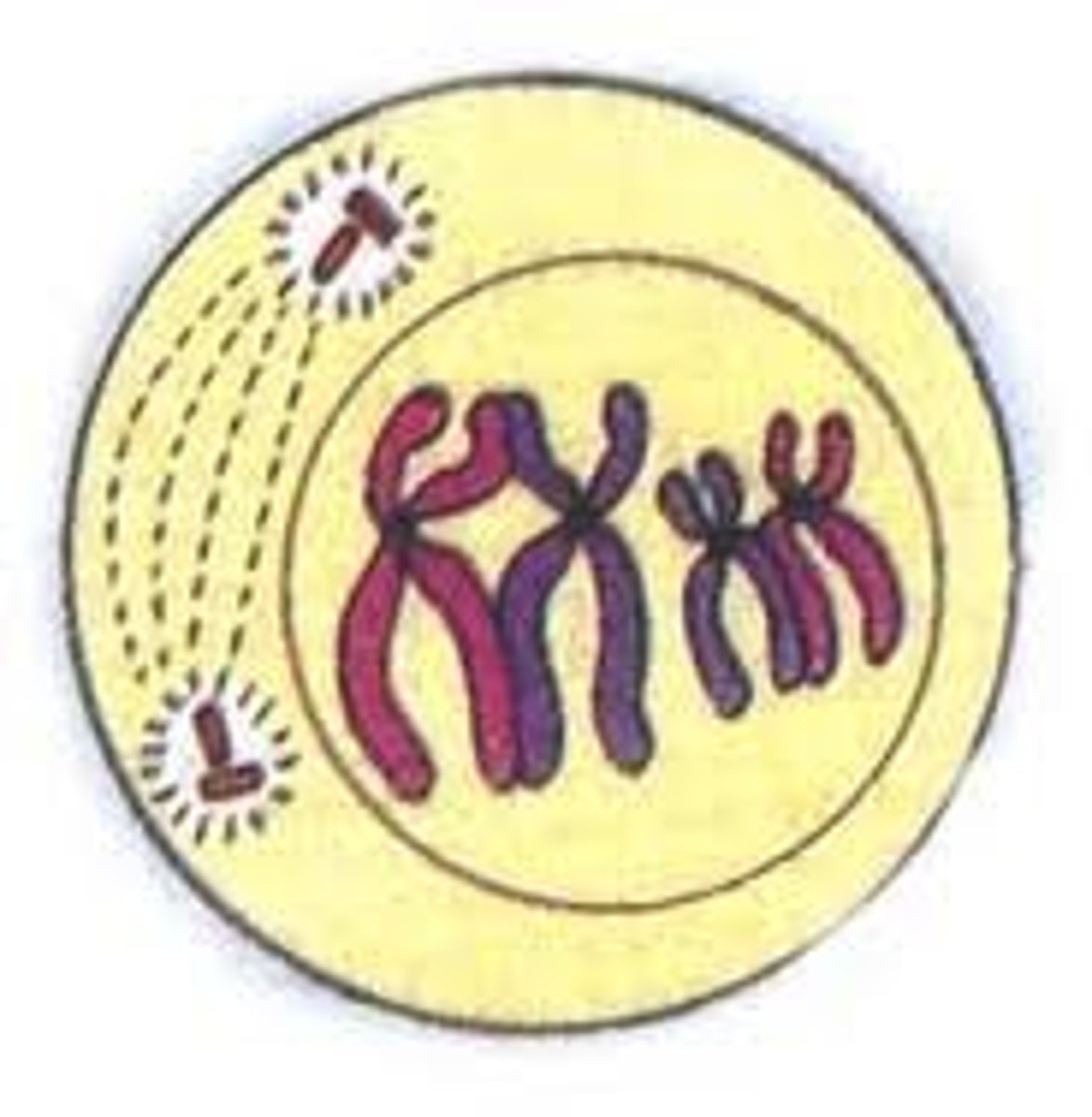 <p>Chromosomes become visible, nuclear membrane dissolves, spindle fibers forms</p>