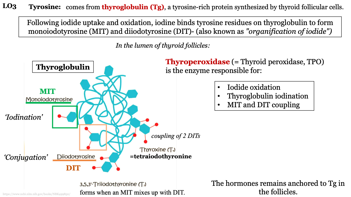diiodotyrosine; 2 iodine molecules attached to a tyrosine in thyroglobulin