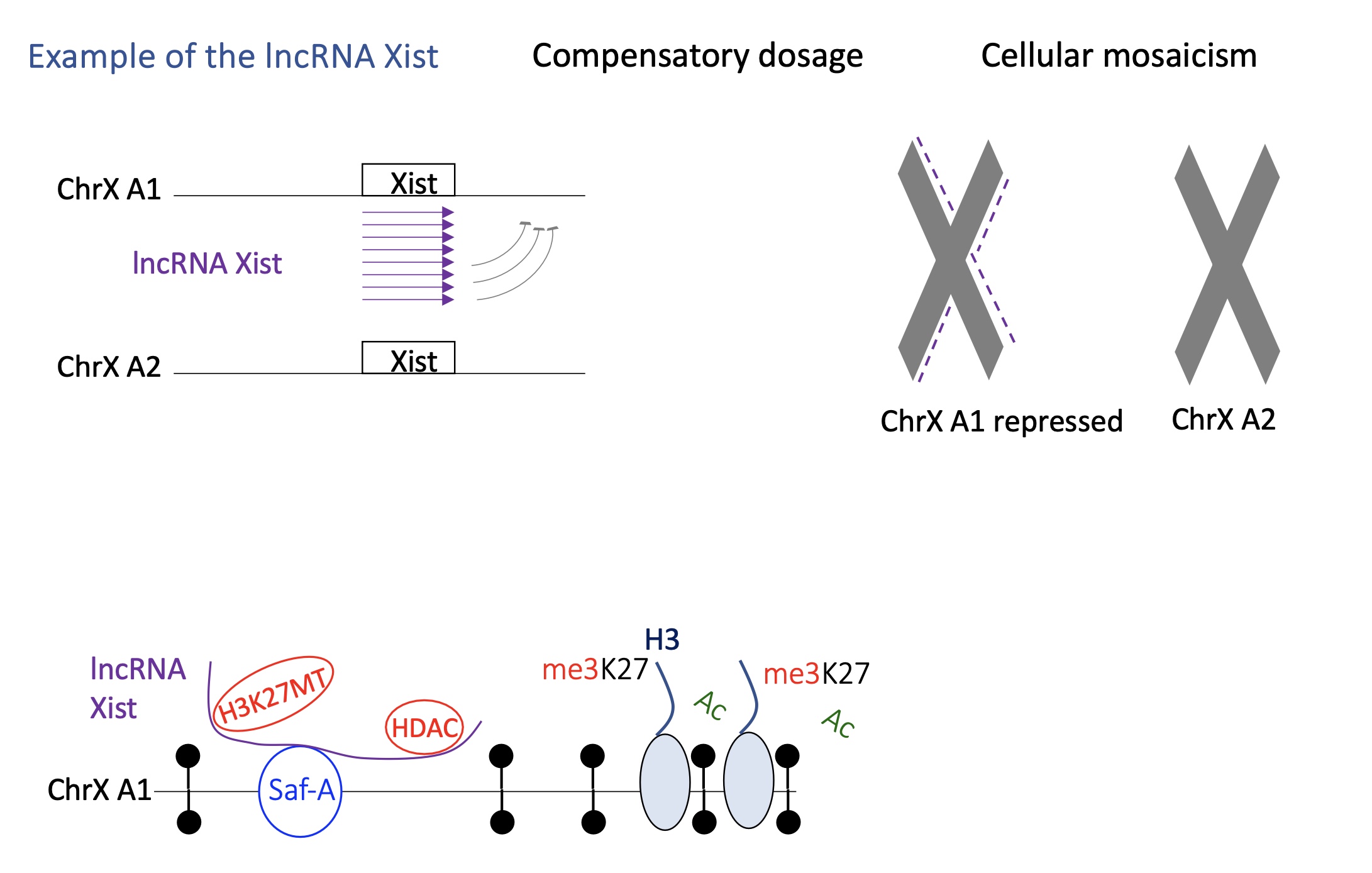 <p>1.4.11 how does lncRNA <strong>Xist</strong> switch between active/inactive transcription  </p>