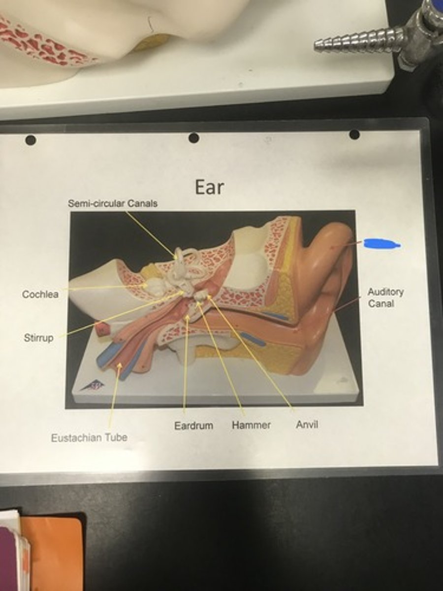 <p>Label the structure covered in blue ink and give a function</p>