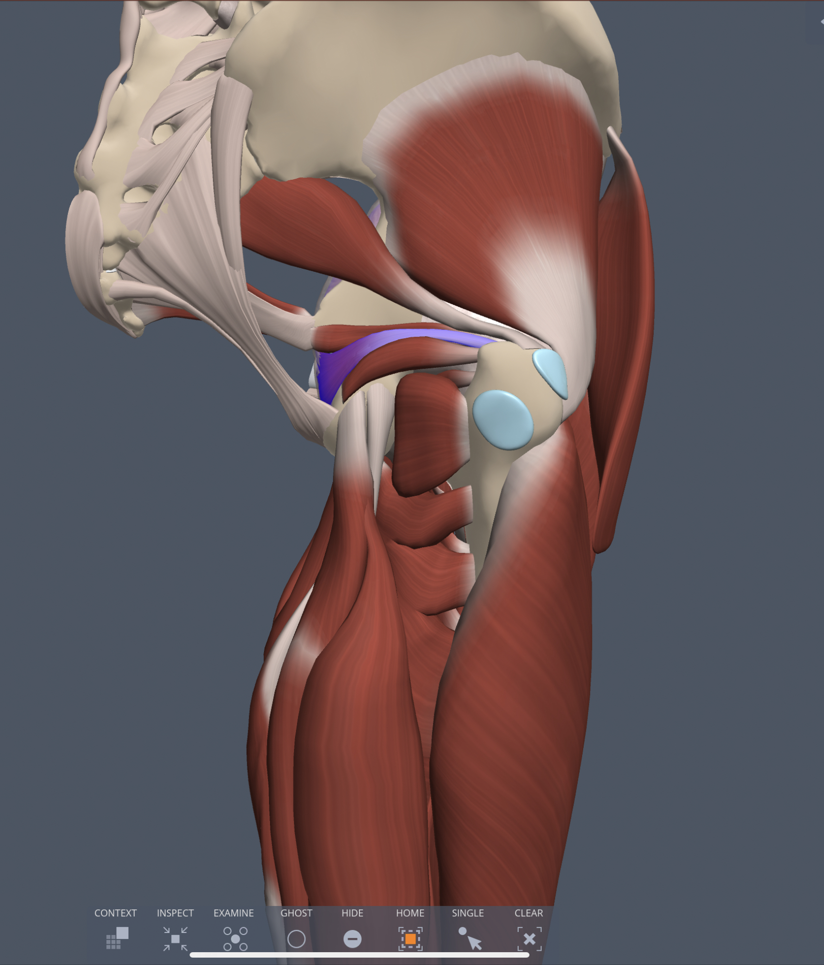 obturator internus action
